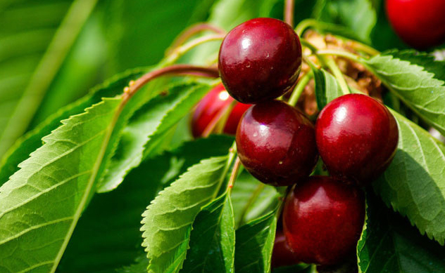 成都利生化工有限公司合作客戶(hù)